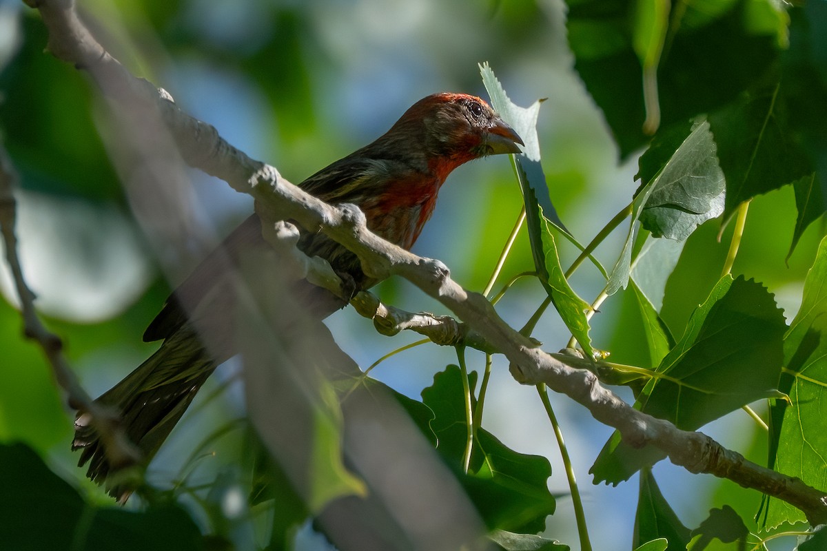 House Finch - ML638856749