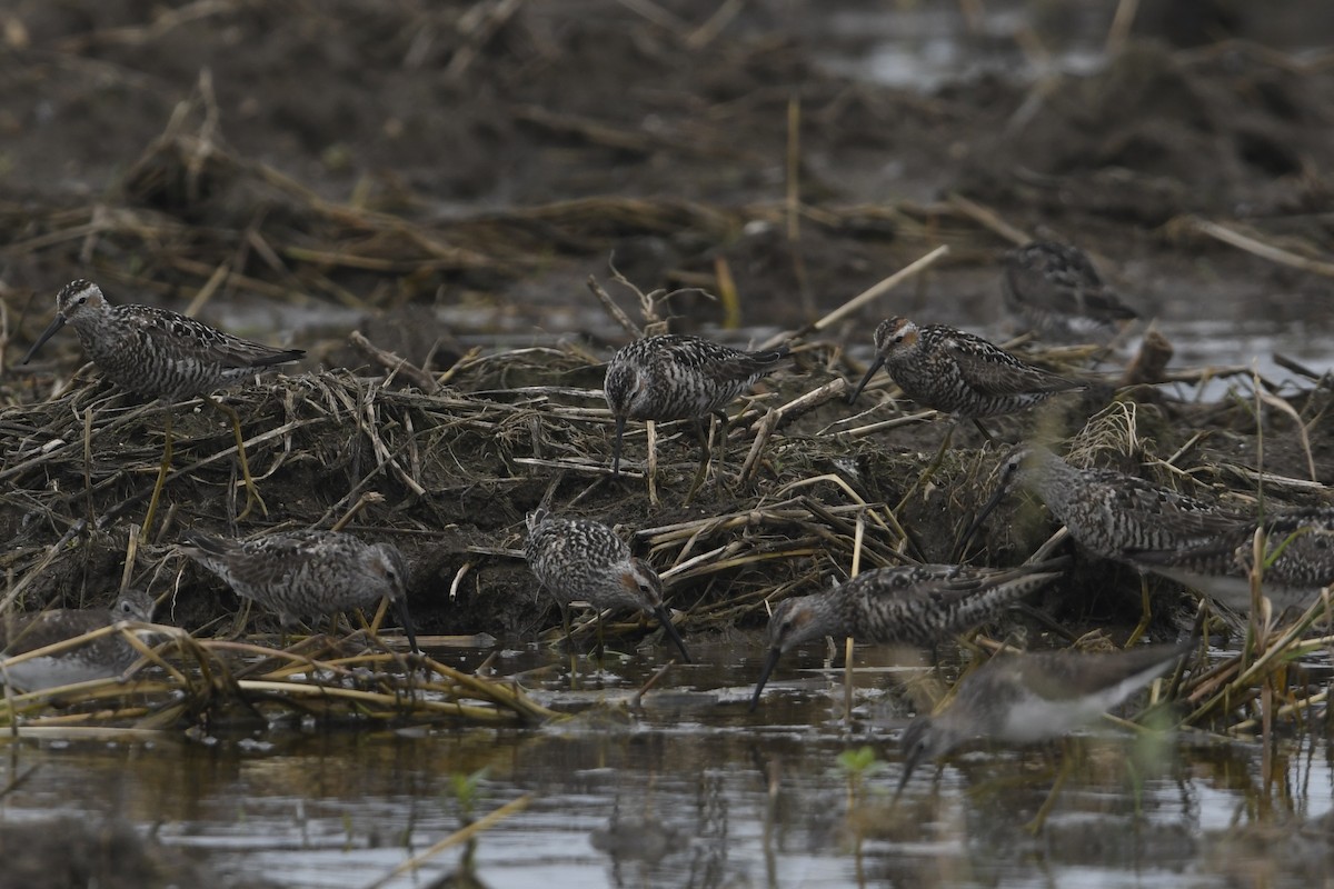 Stilt Sandpiper - ML638856755