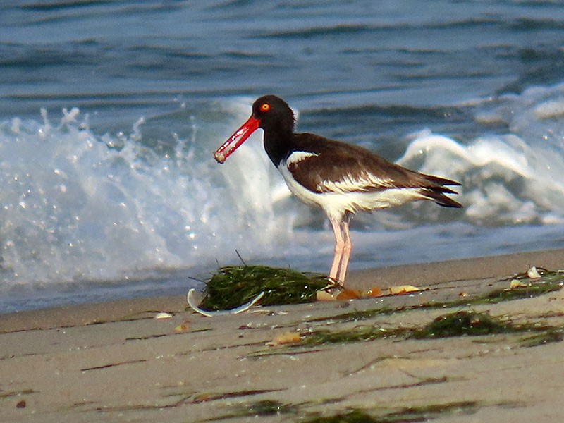American Oystercatcher - ML638856771