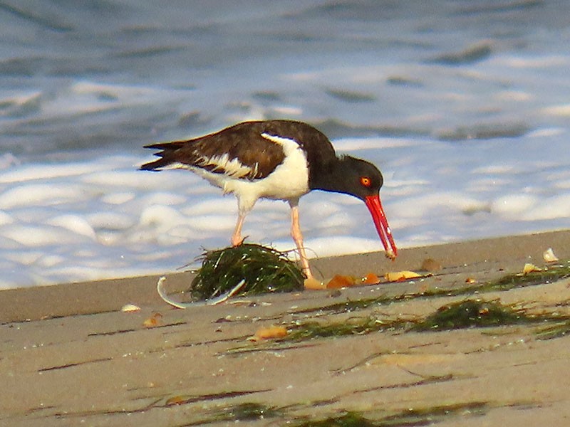 American Oystercatcher - ML638856772