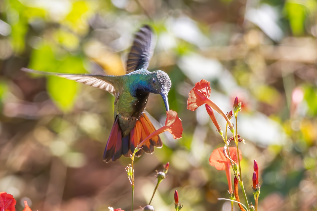 Black-throated Mango - ML638856786
