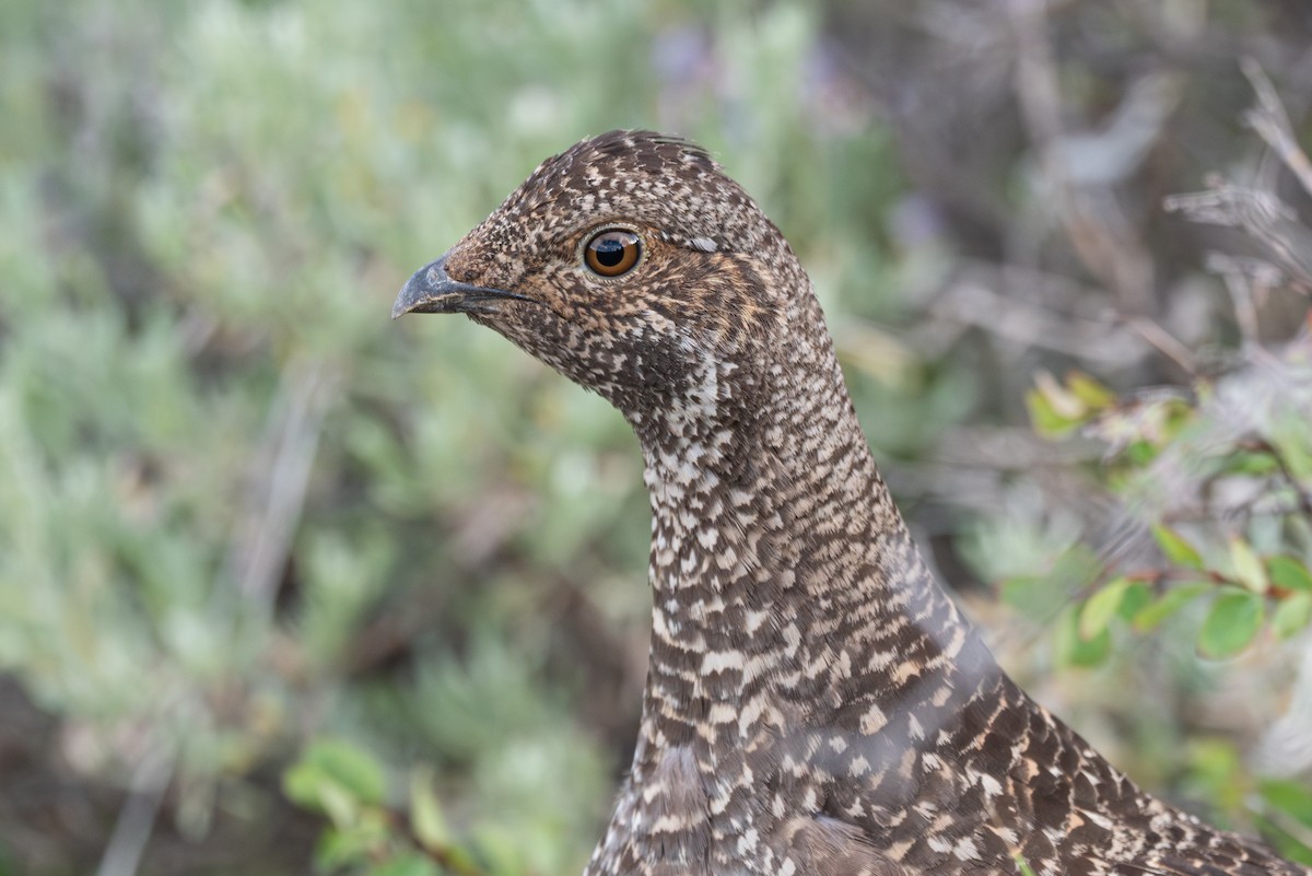 Dusky Grouse - ML638856791