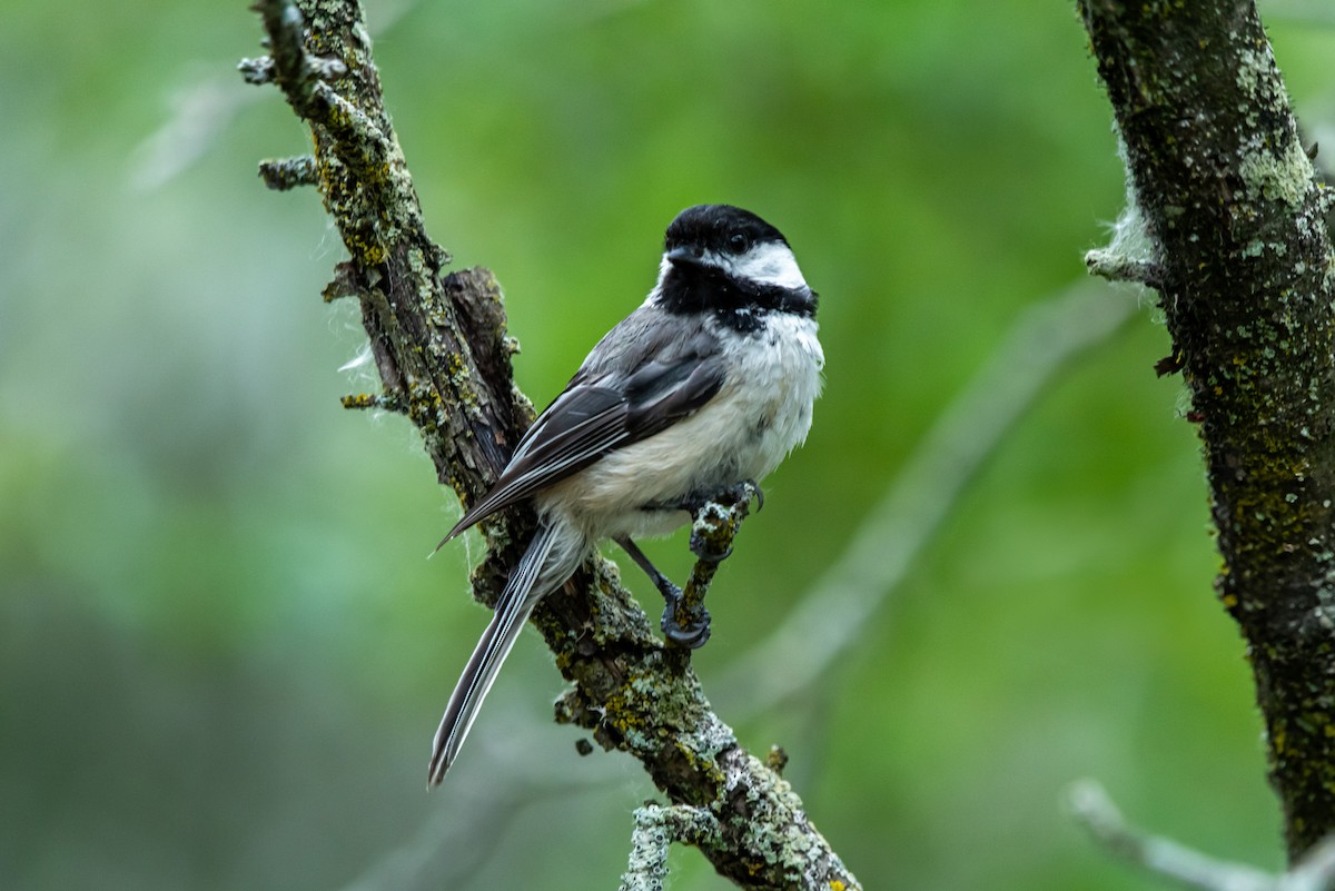 Black-capped Chickadee - ML638856792