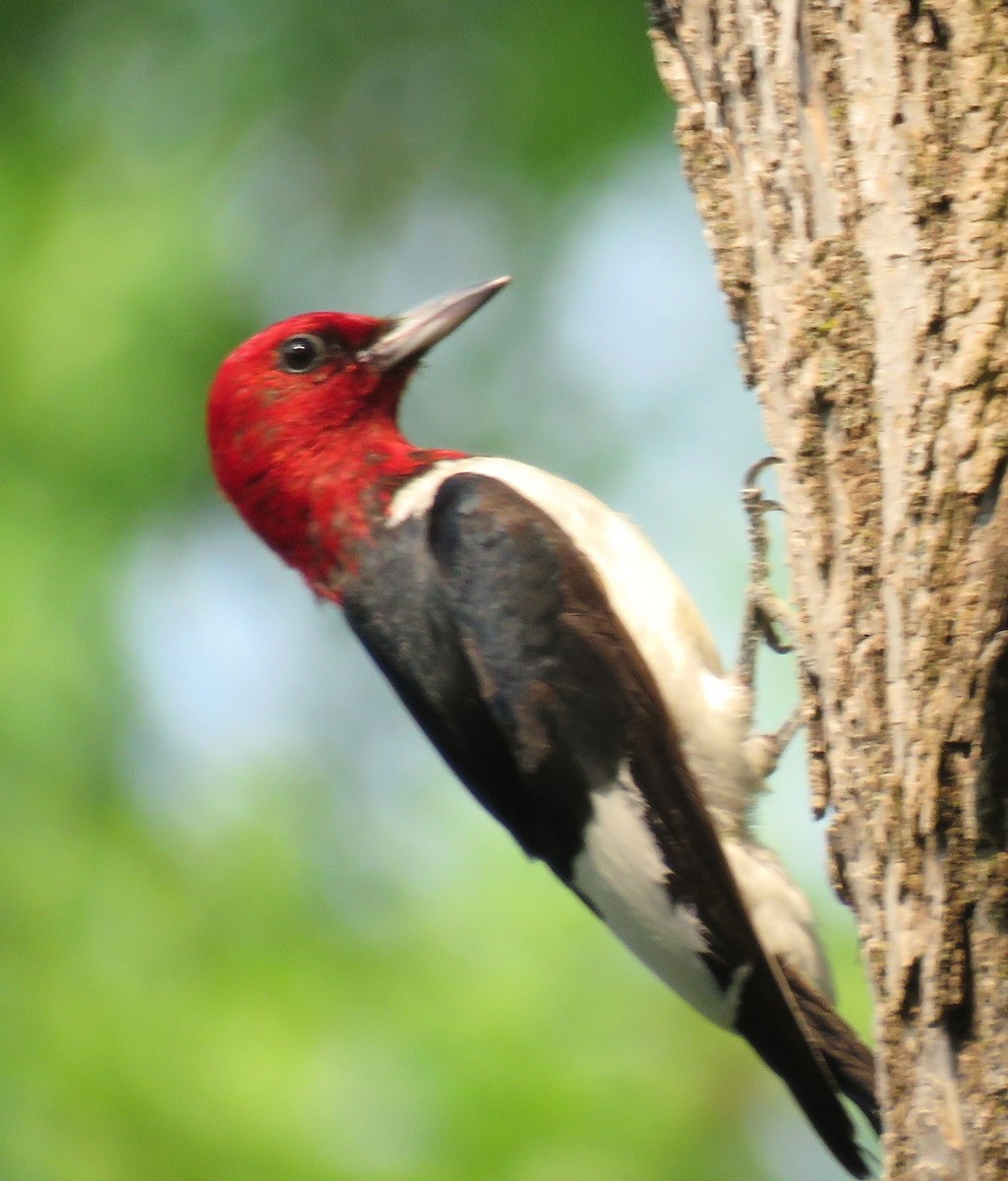 Red-headed Woodpecker - ML638856795