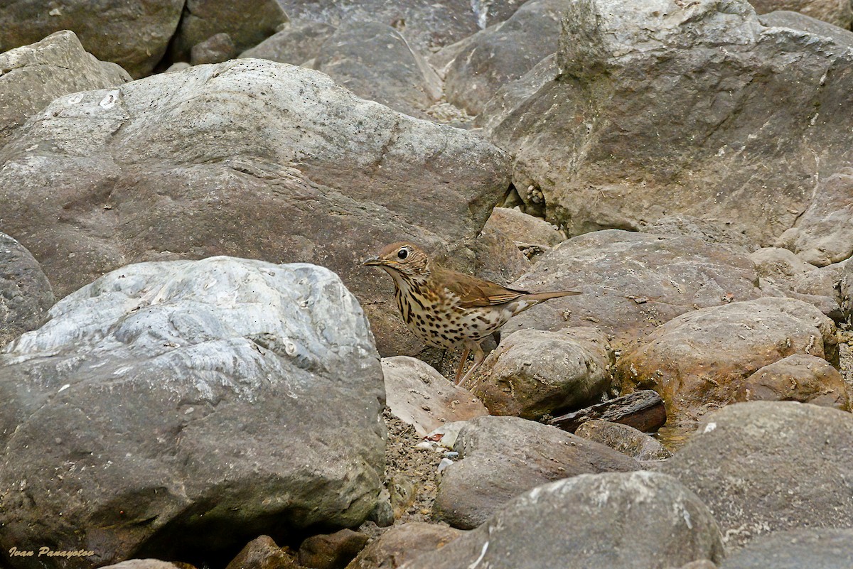 Song Thrush - ML638856796