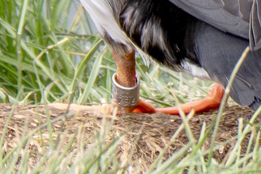 Atlantic Puffin - ML638856798