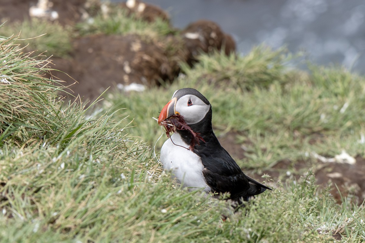 Atlantic Puffin - ML638856799