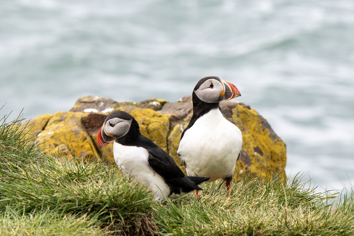 Atlantic Puffin - ML638856800