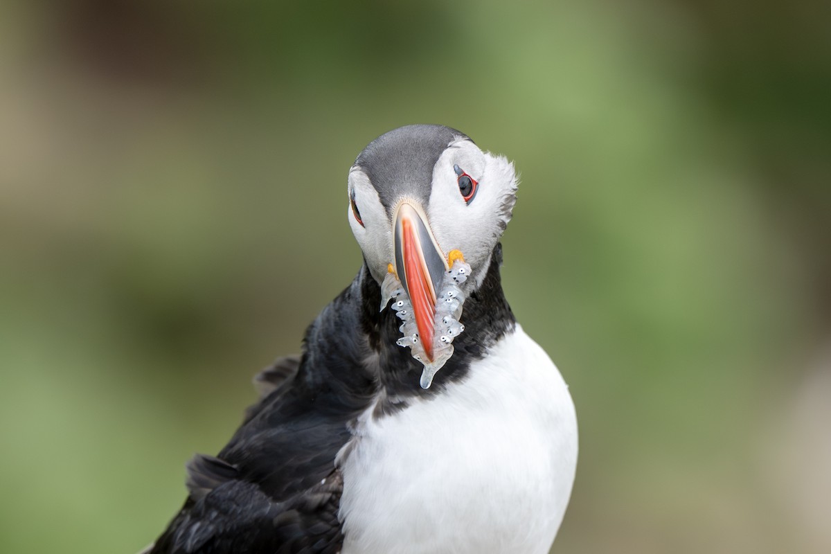 Atlantic Puffin - ML638856802