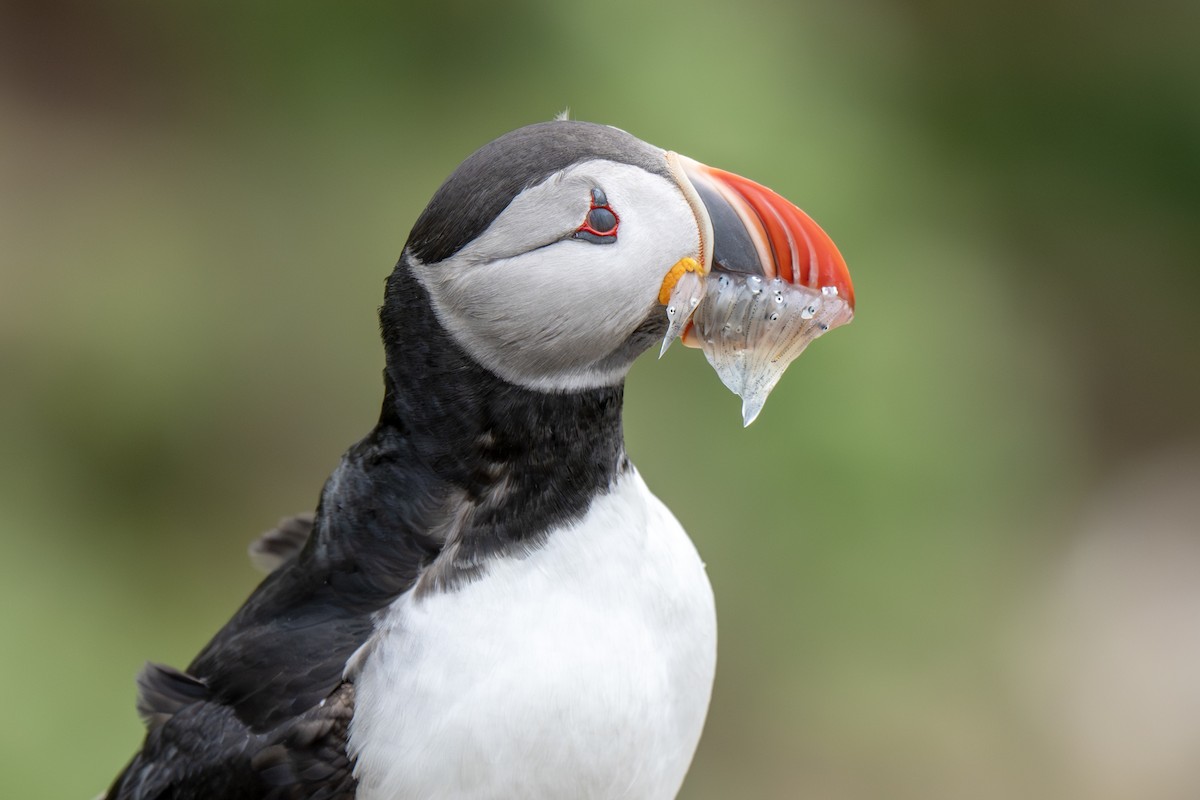 Atlantic Puffin - ML638856803