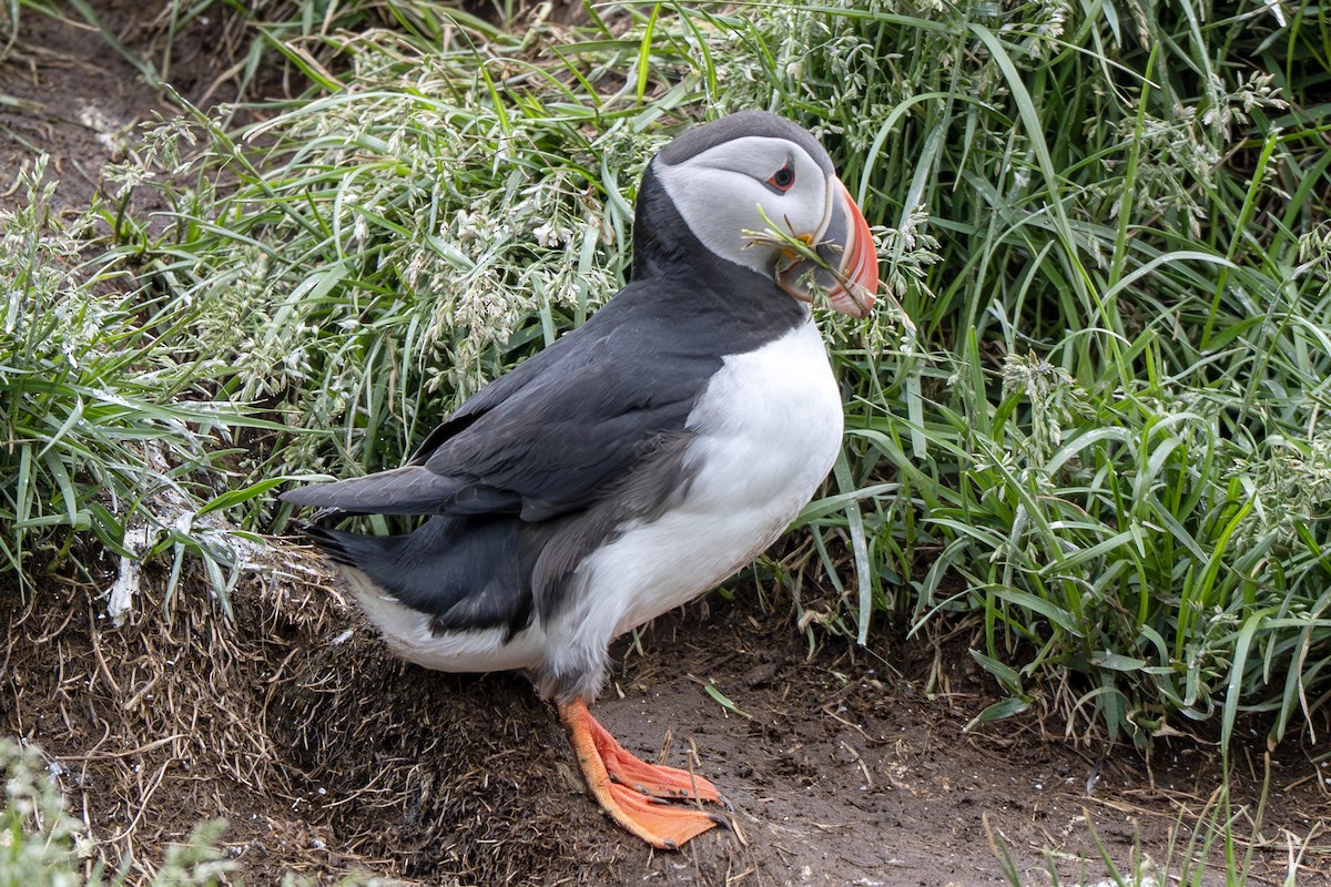 Atlantic Puffin - ML638856804