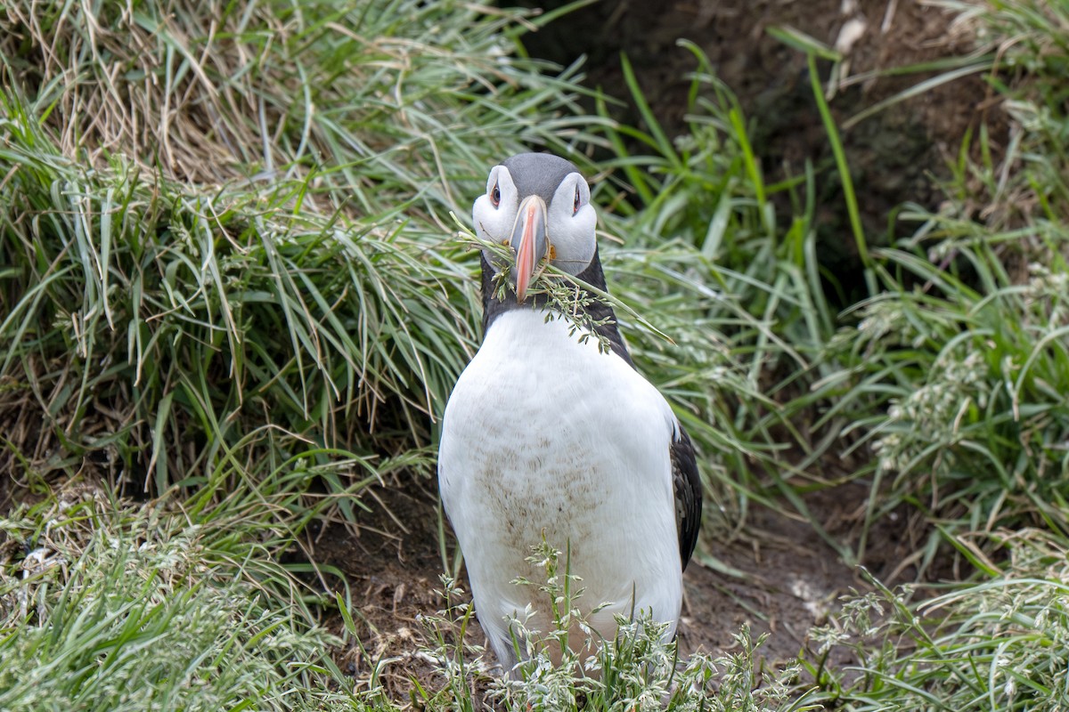 Atlantic Puffin - ML638856806