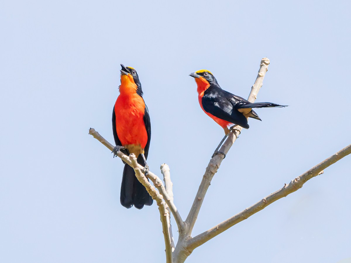 Yellow-crowned Gonolek - ML638856807