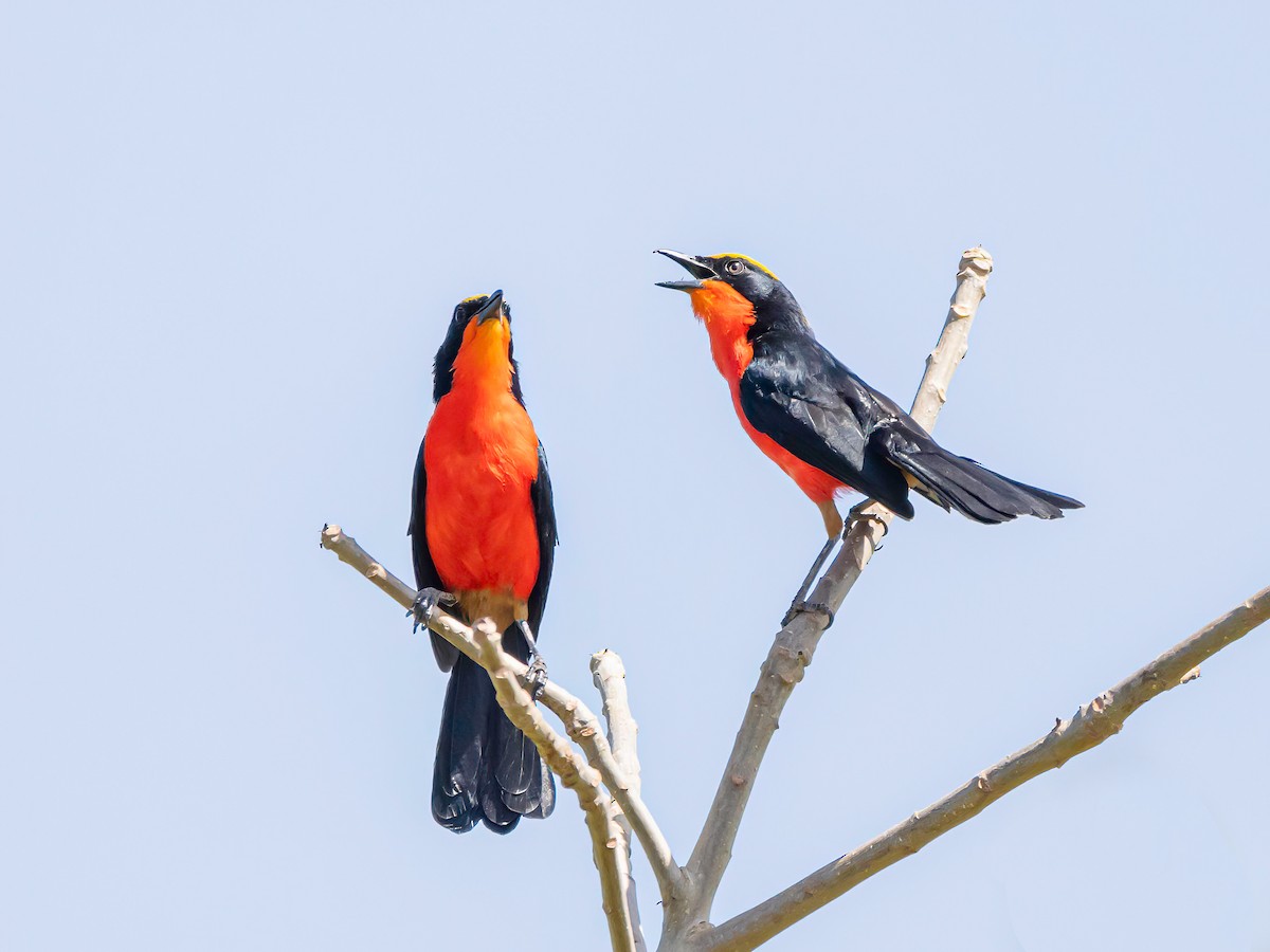 Yellow-crowned Gonolek - ML638856808