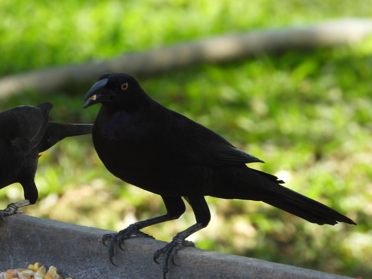 Giant Cowbird - ML638856809