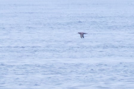 Sooty Shearwater - ML638856811
