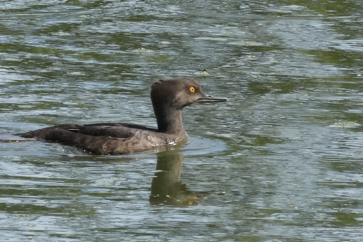 Hooded Merganser - ML638856815