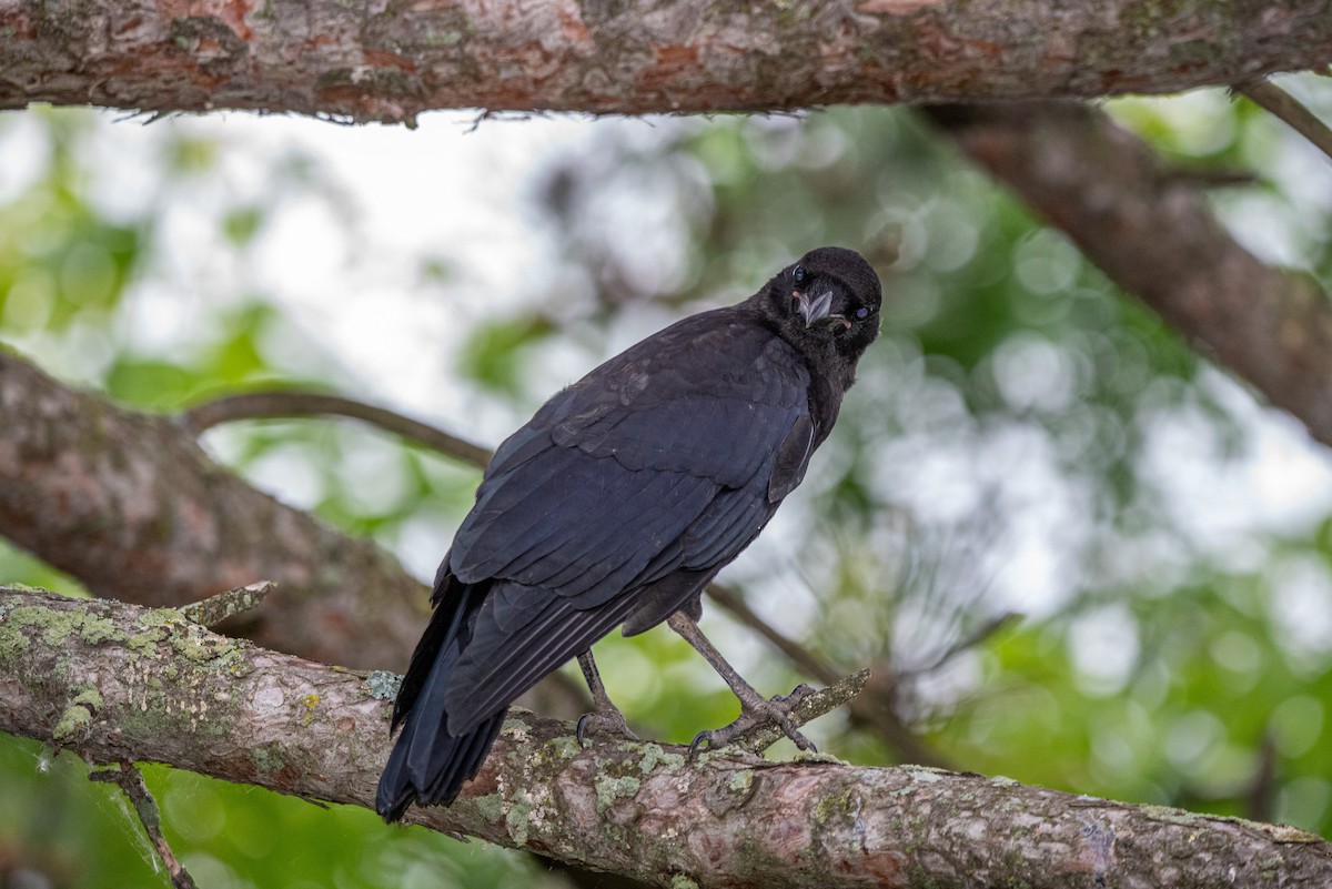 American Crow - ML638856817