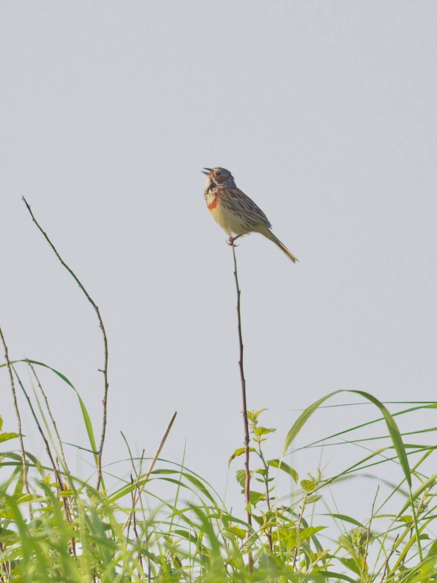 Chestnut-eared Bunting - ML638856855