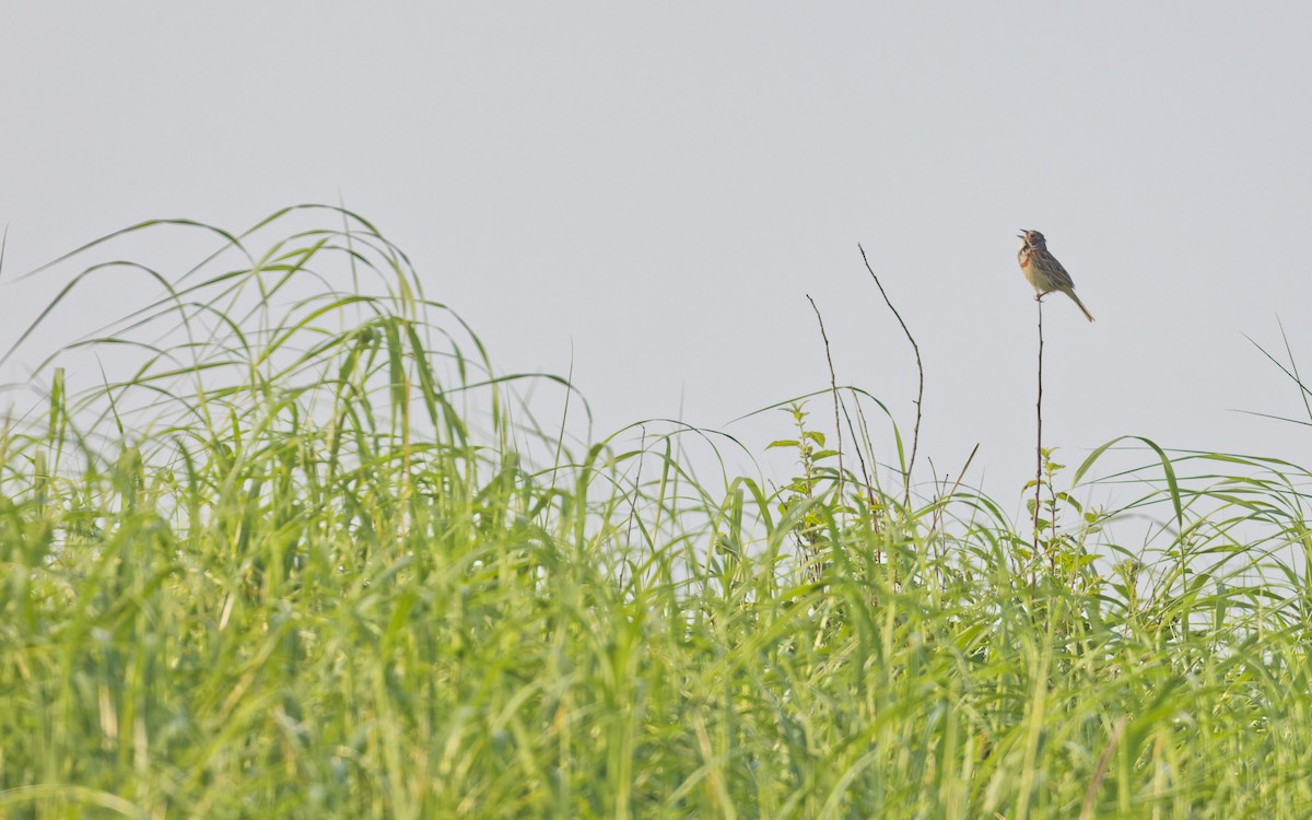 Chestnut-eared Bunting - ML638856856
