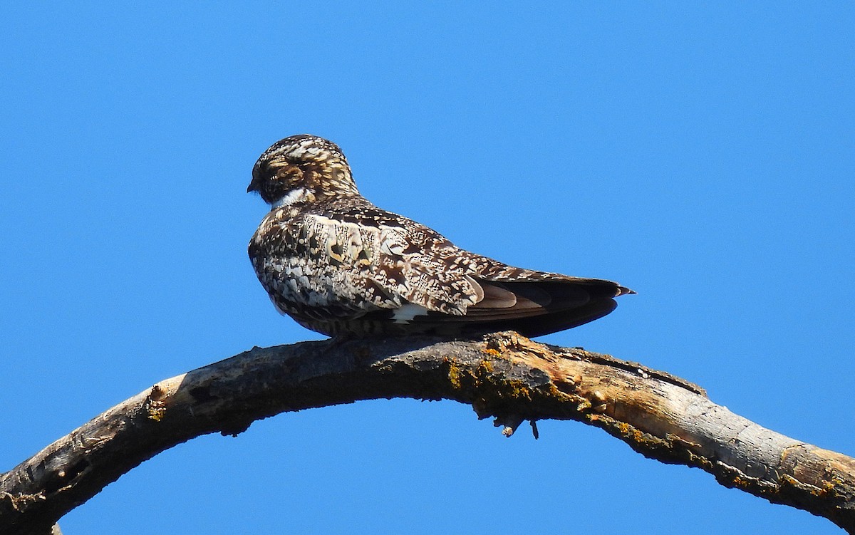 Common Nighthawk - ML638856906