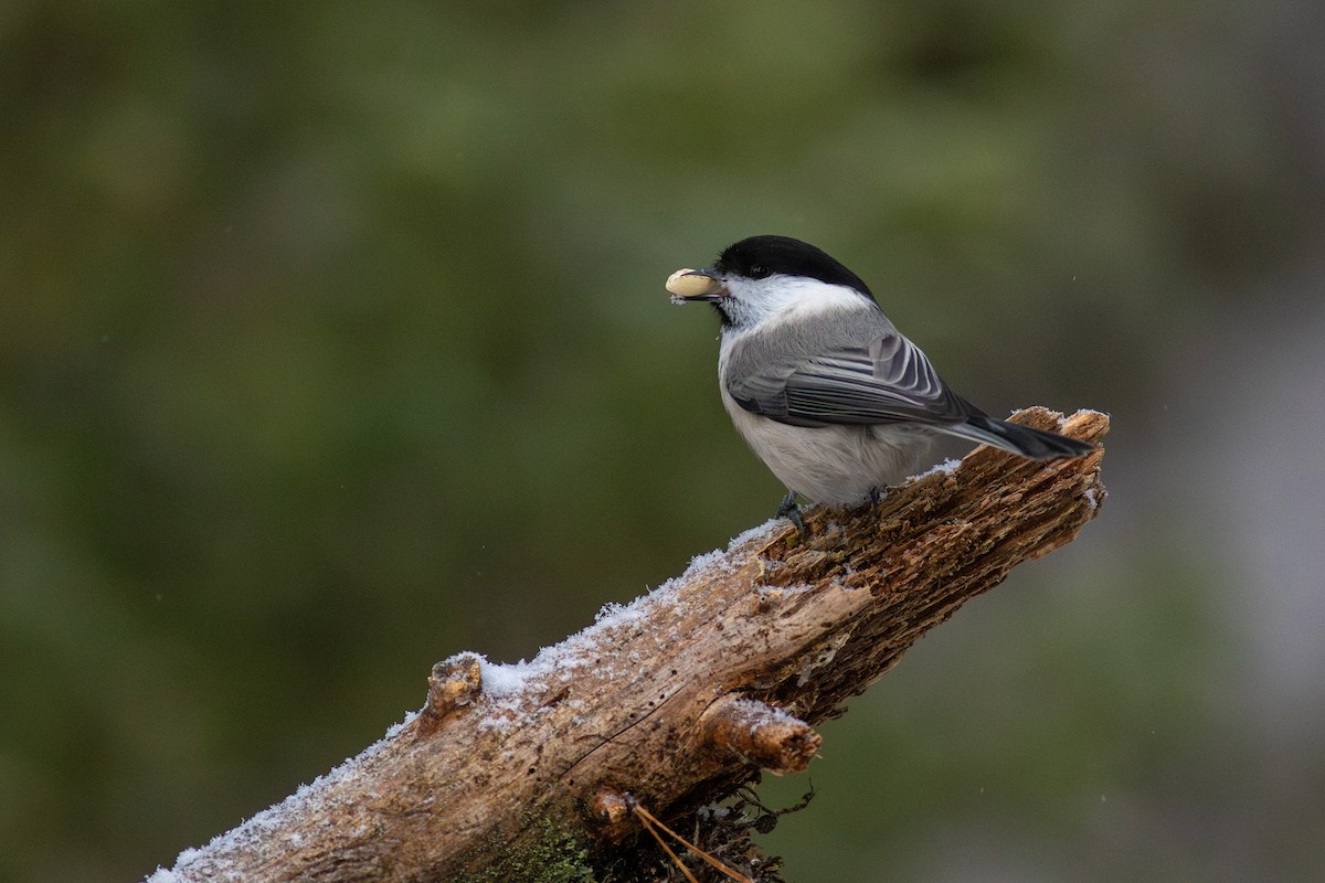 Mésange boréale - ML638856944