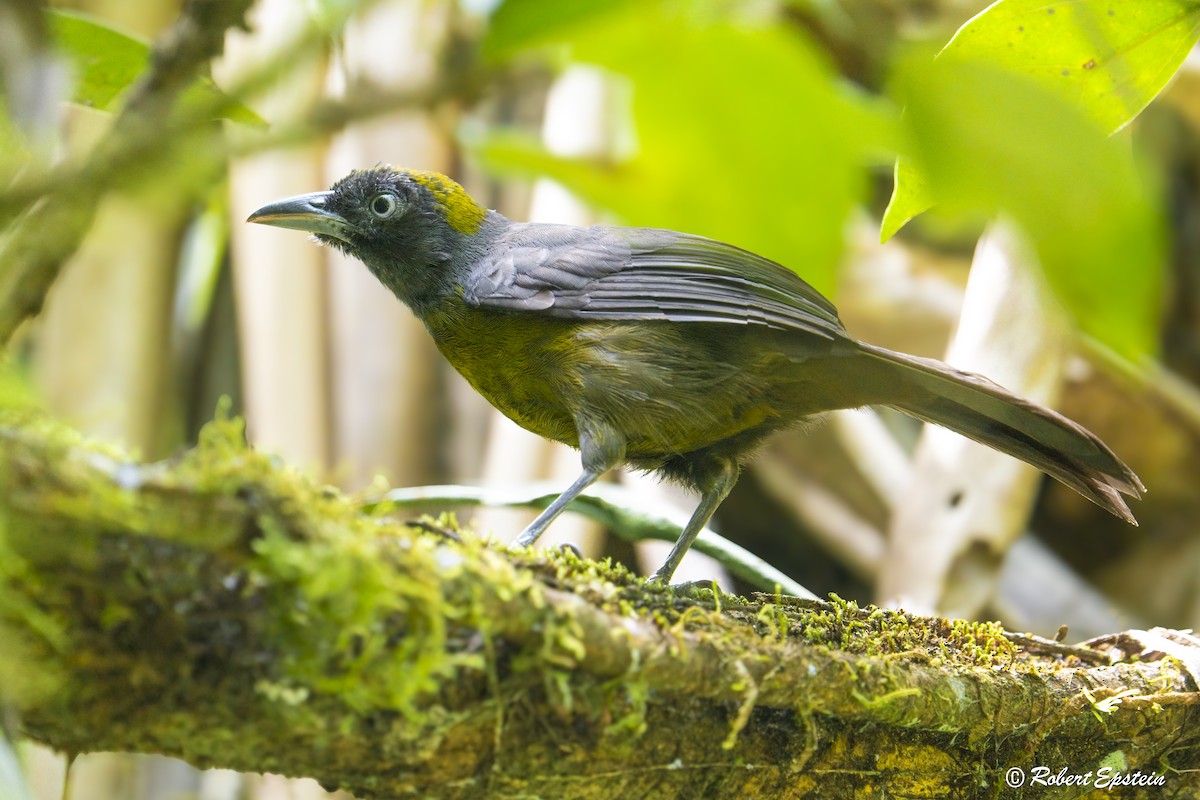 Dusky-faced Tanager - ML638856996