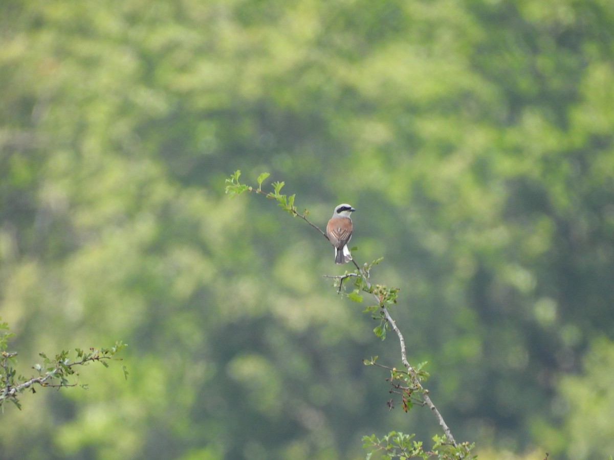 Red-backed Shrike - ML638856997