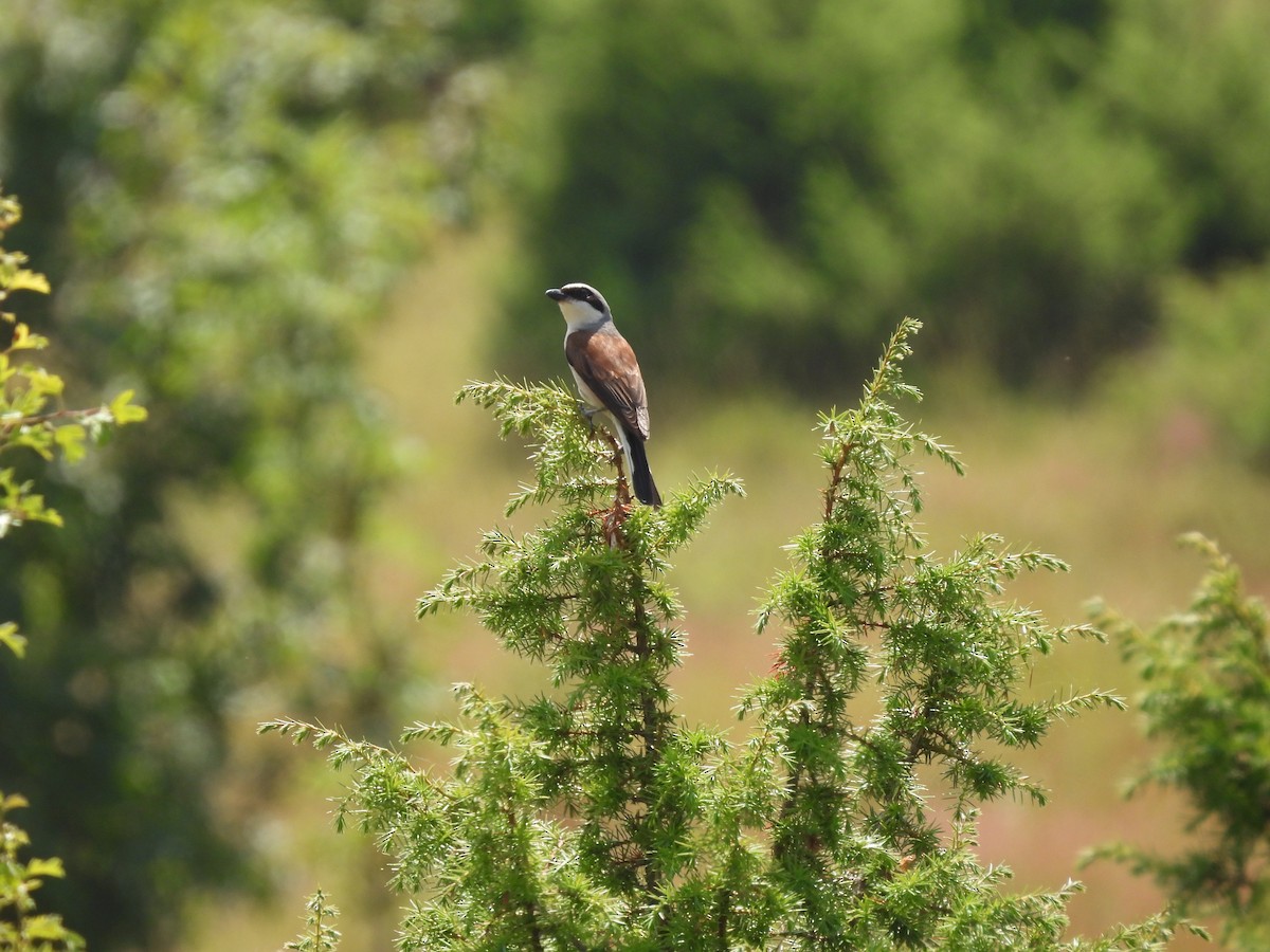 Red-backed Shrike - ML638856998