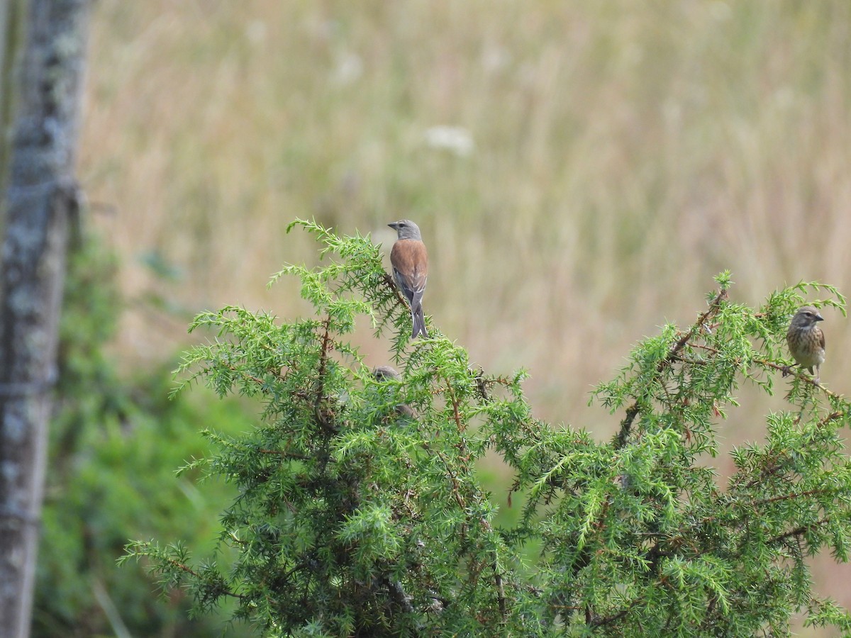 Eurasian Linnet - ML638857014