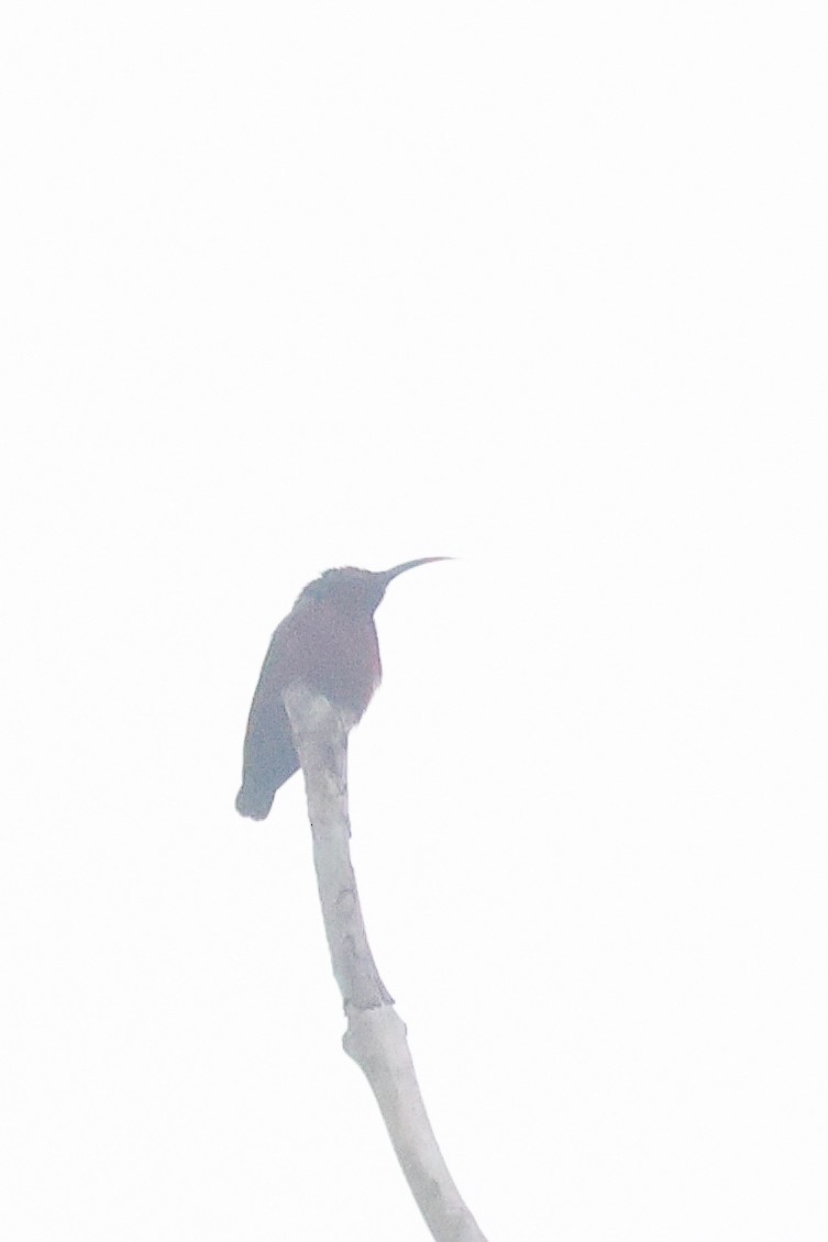 Johanna's Sunbird - ML638857017