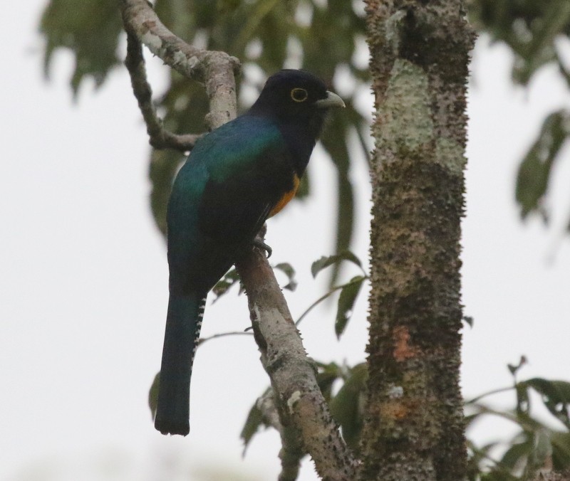 amazontrogon - ML638857021