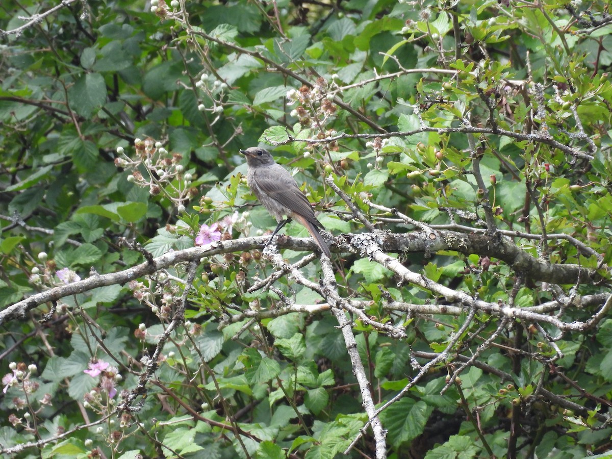 Black Redstart - ML638857033