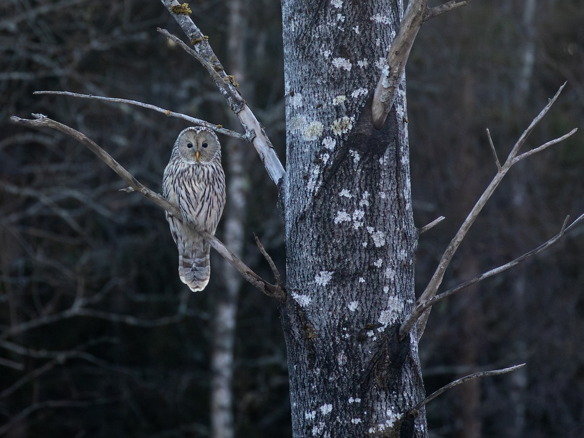 Ural Owl - ML638857035