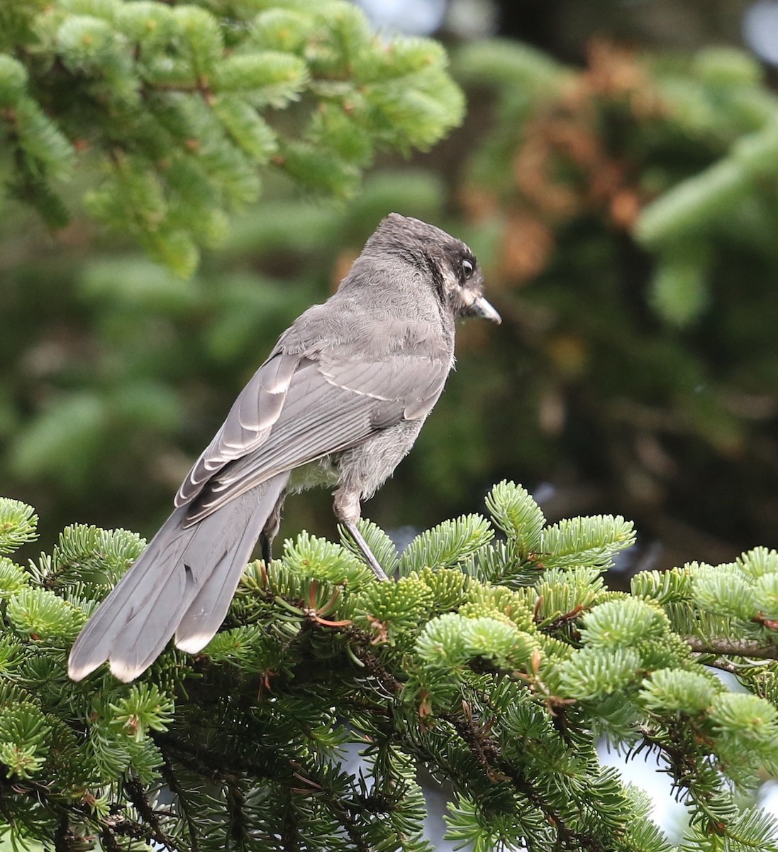 Canada Jay - ML638857164