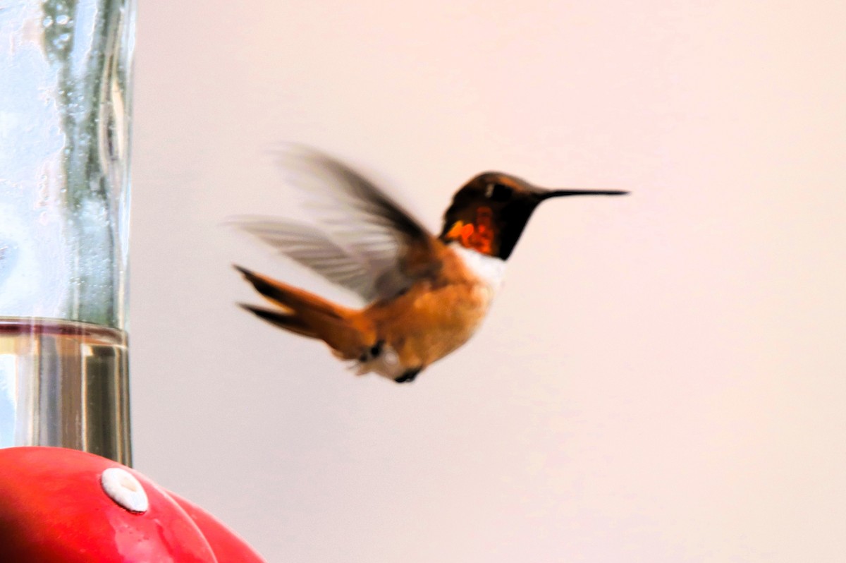 Rufous Hummingbird - ML638857172