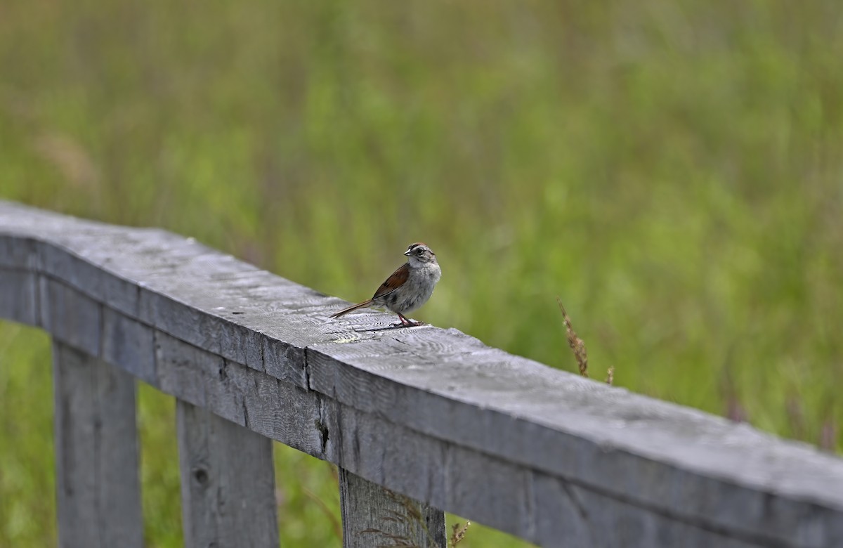 Swamp Sparrow - ML638857176