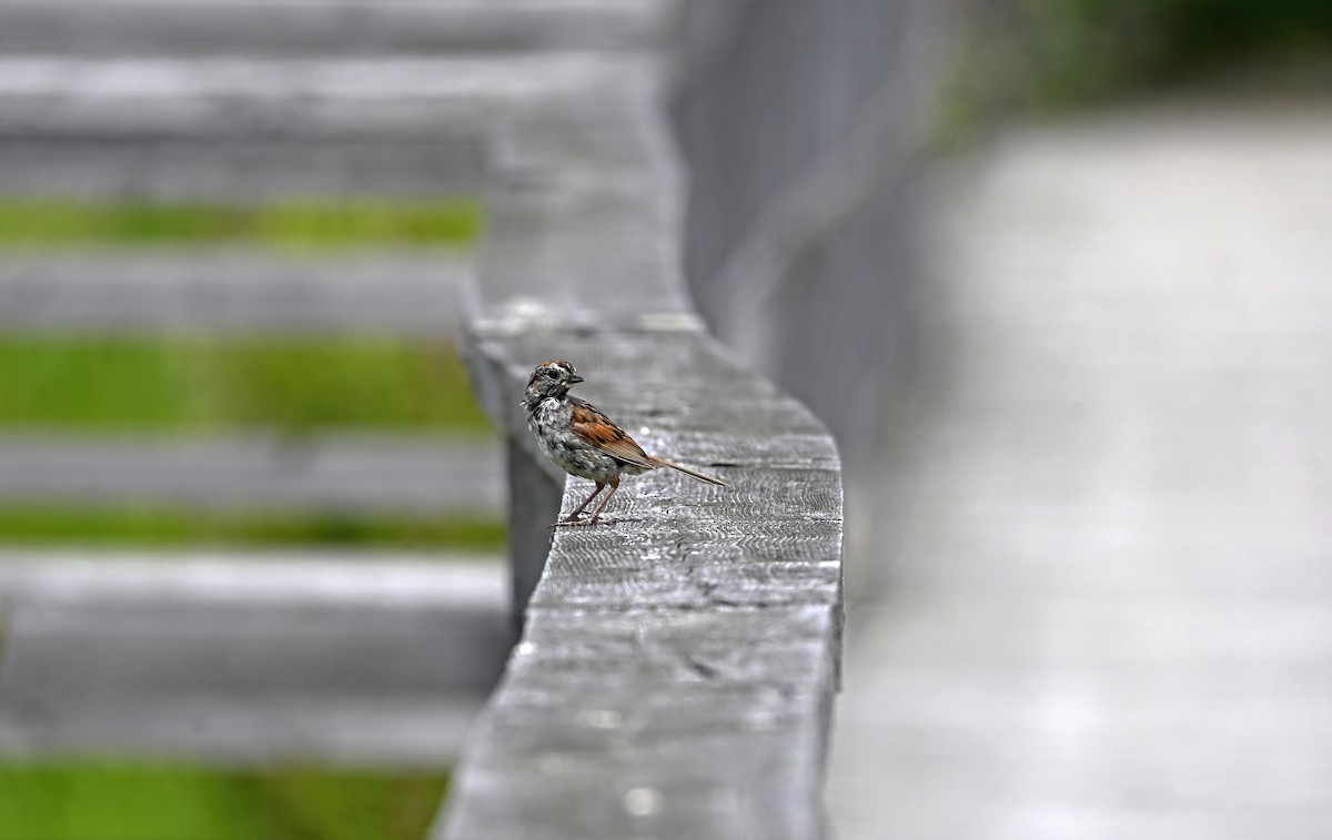Swamp Sparrow - ML638857177