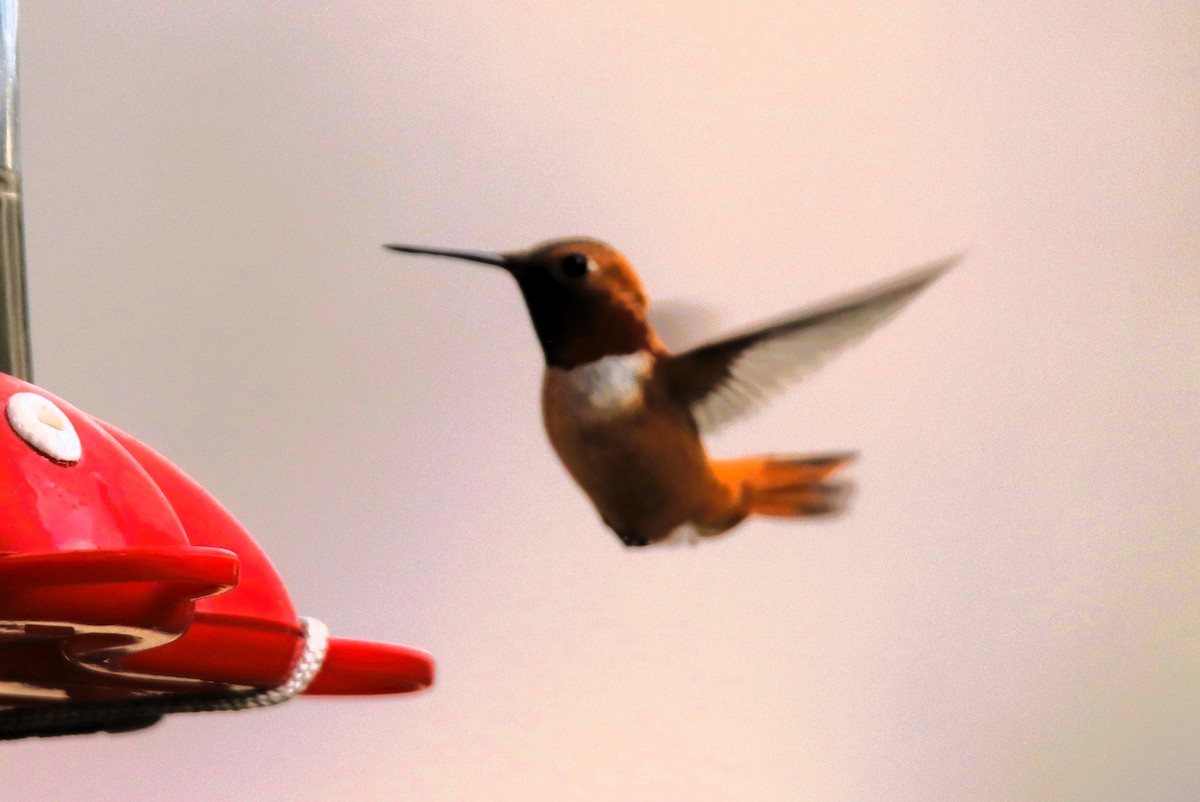 Rufous Hummingbird - ML638857179