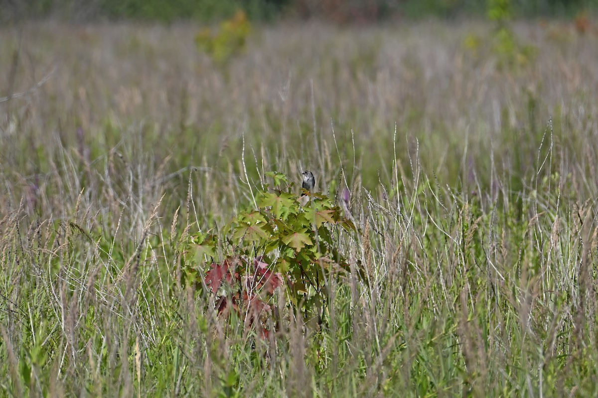 Swamp Sparrow - ML638857180