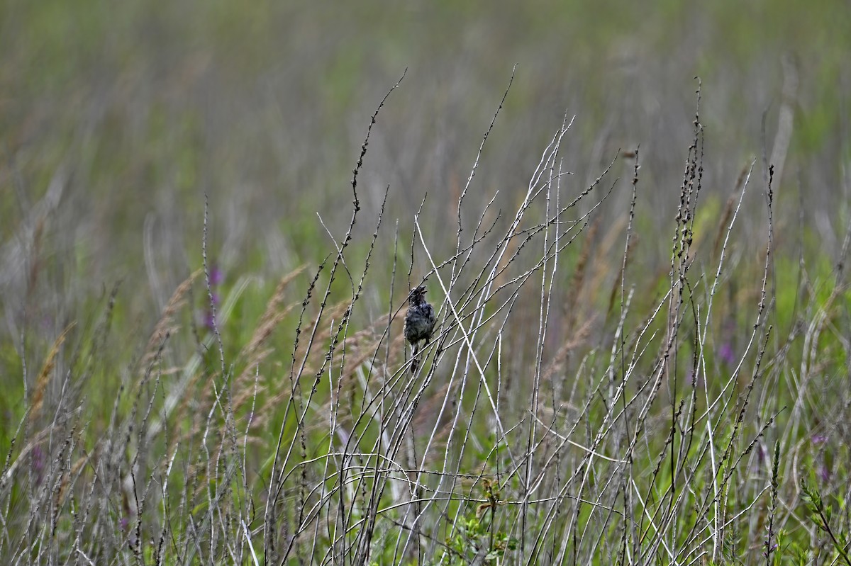 Swamp Sparrow - ML638857181
