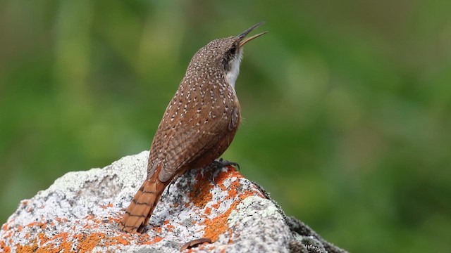 Canyon Wren - ML638857202