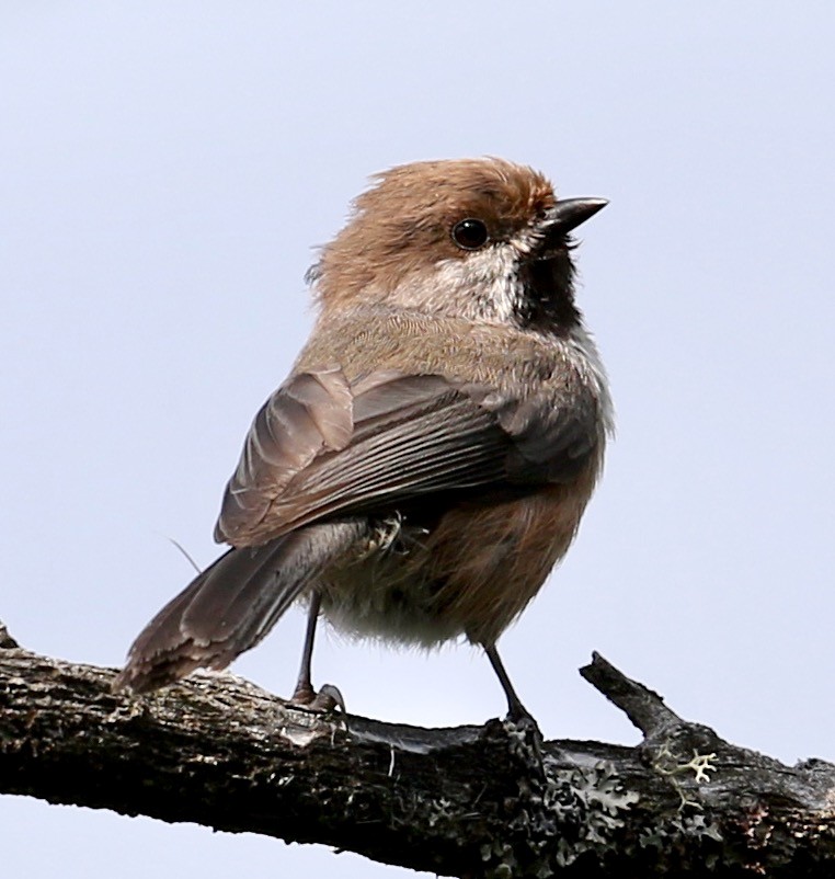 Boreal Chickadee - ML638857204