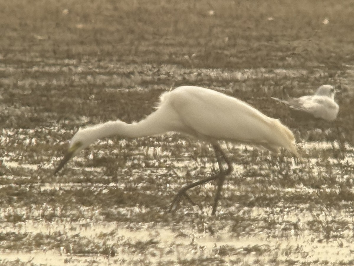 Héron intermédiaire - ML638857214