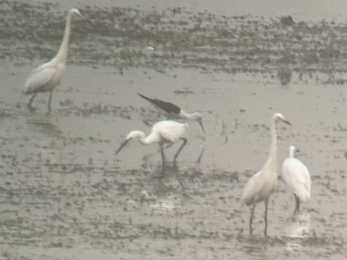 Héron intermédiaire - ML638857215