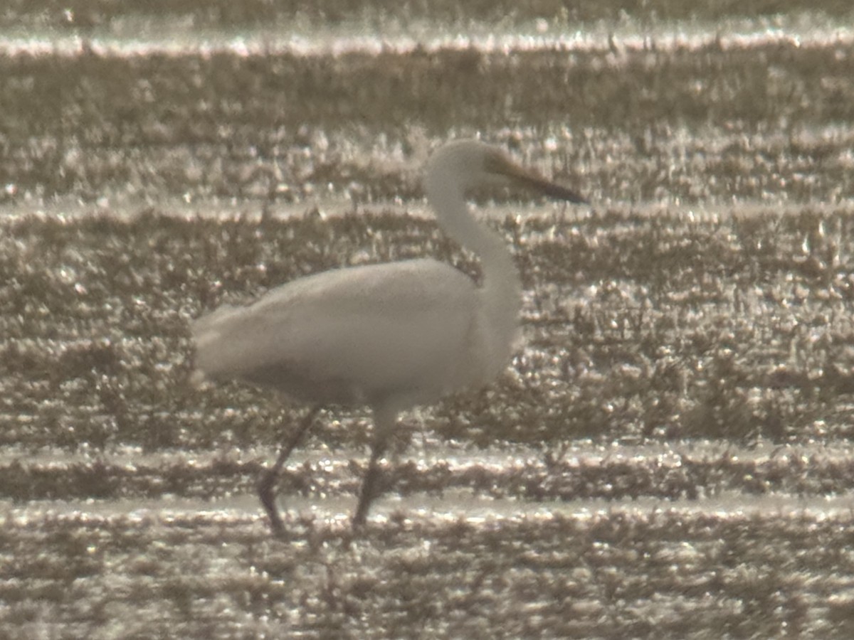 Héron intermédiaire - ML638857216