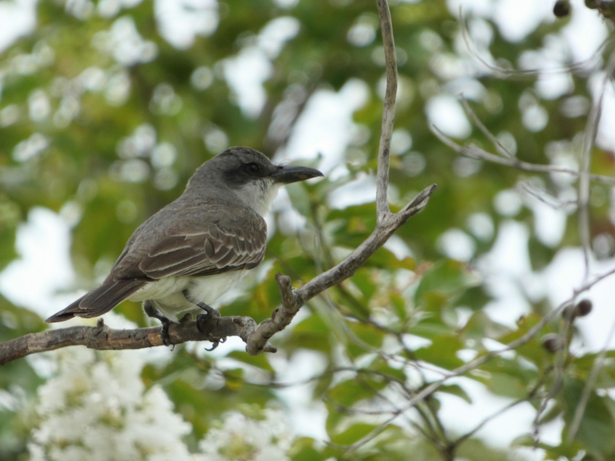 Gray Kingbird - ML638857265