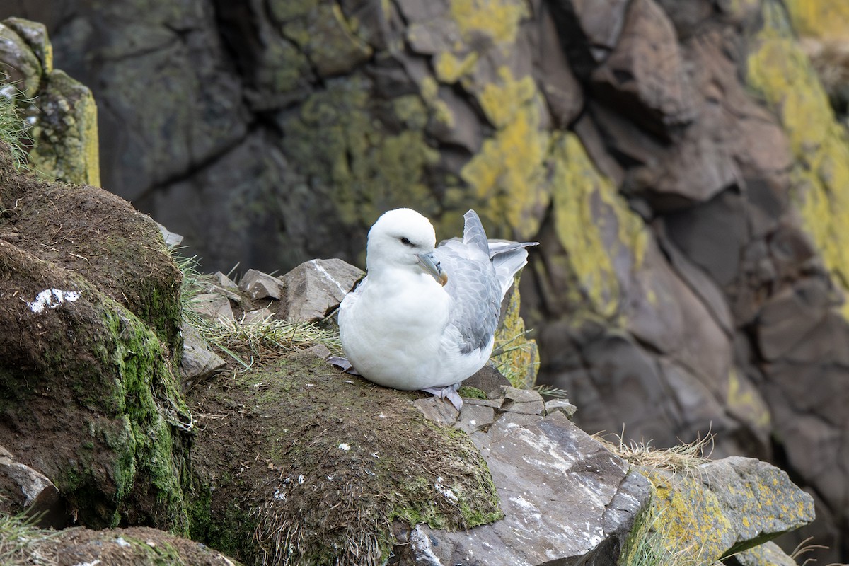 Fulmar boréal - ML638857281