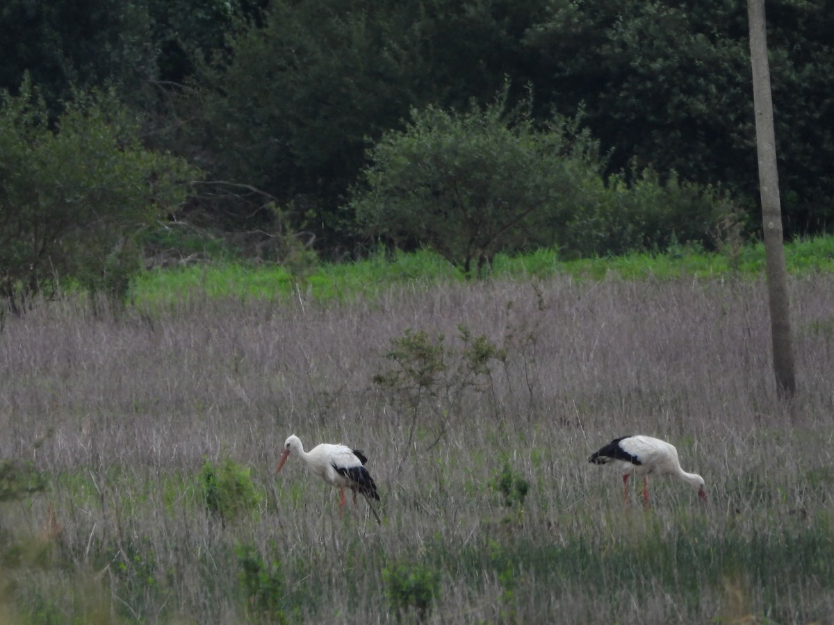 Cigogne blanche - ML638857286
