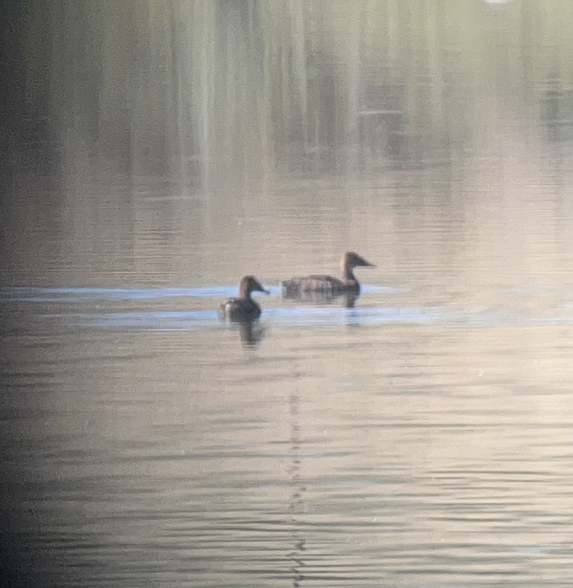 Canvasback - ML638857345